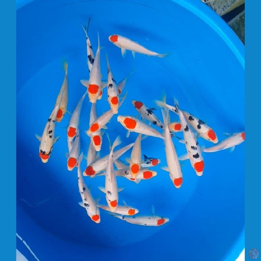 Tanchoz 27 ekor 24-33cm mix