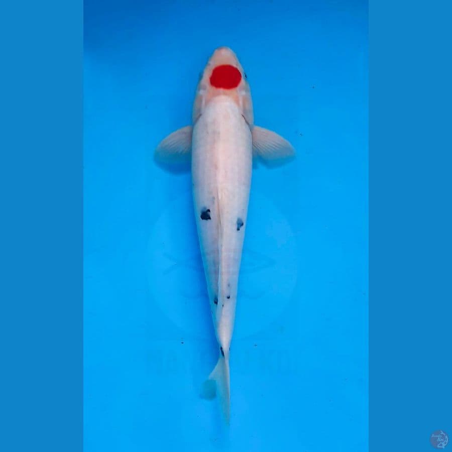 Tancho Sanke ori jumbo