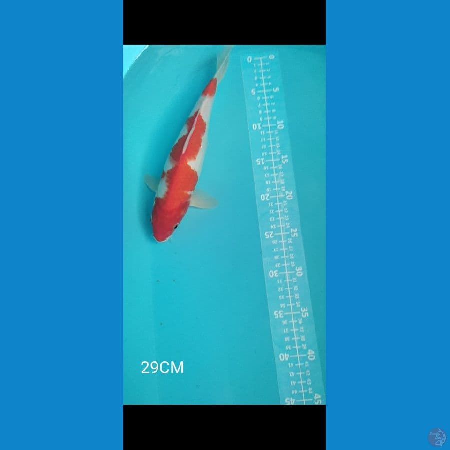 Kohaku Inazuma 29CM