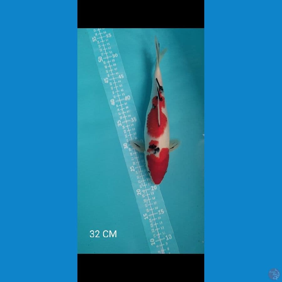 Sanke Strong 32cm