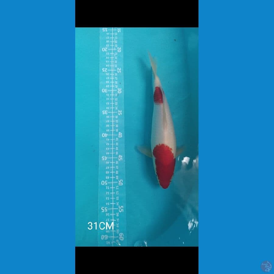 Kohaku Body Jumbo