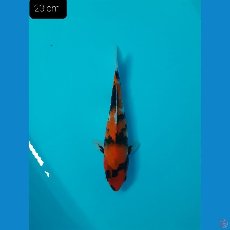 *SHOWA 23 CM*