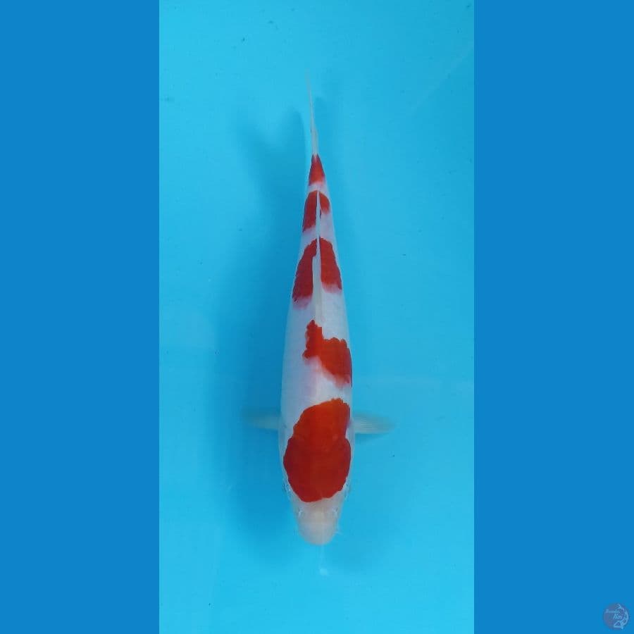 kohaku 25cm