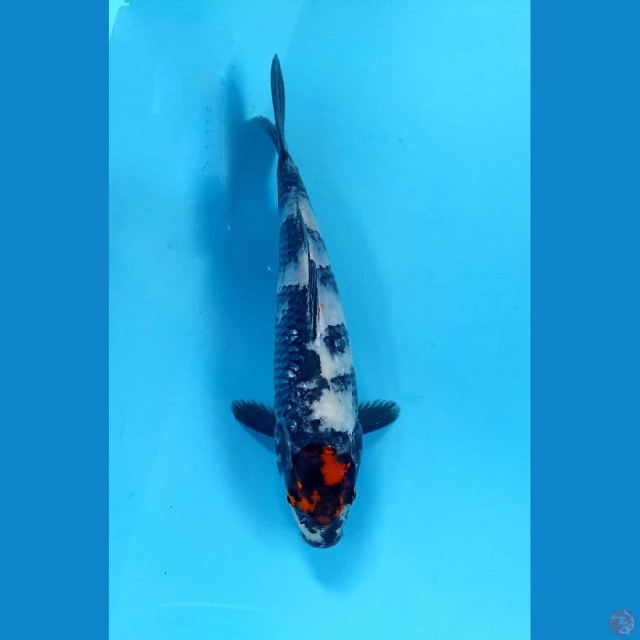 tancho showa 21cm