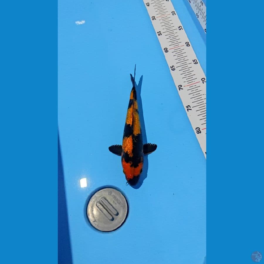 01. hi utsuri 26cm