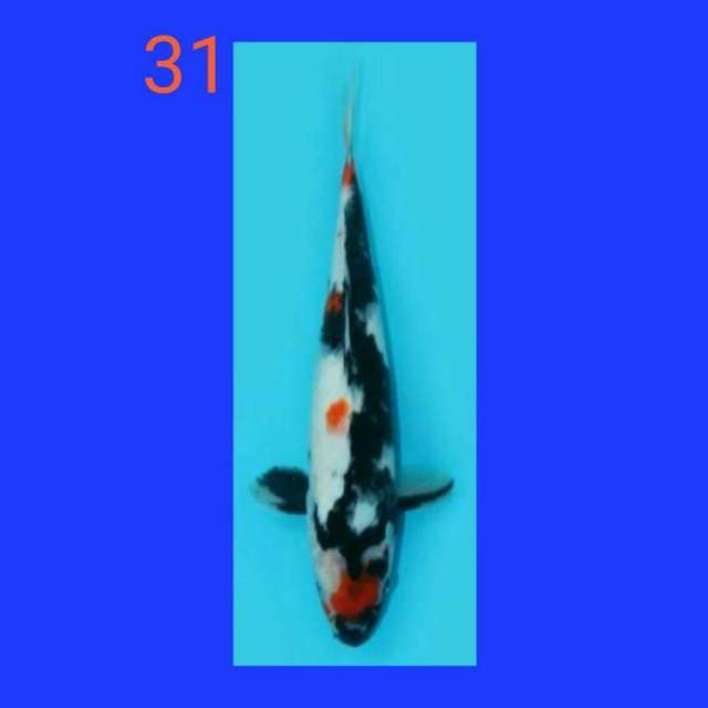 Kindshow 31