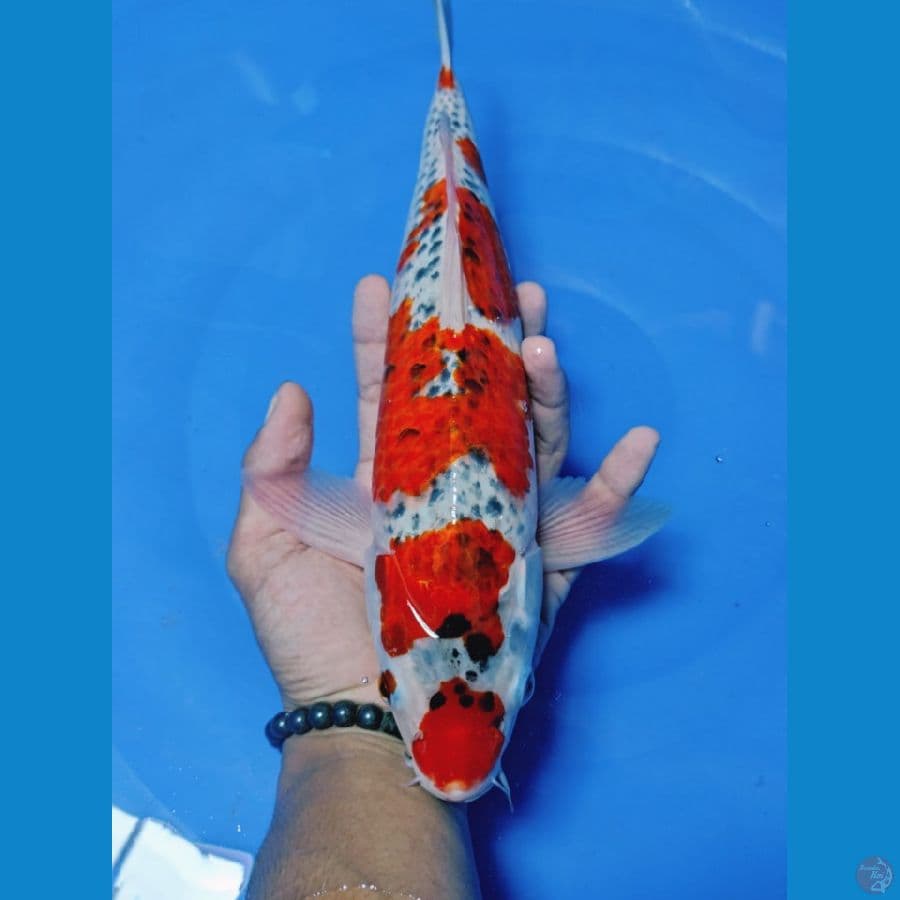 01 goshiki 35cm male