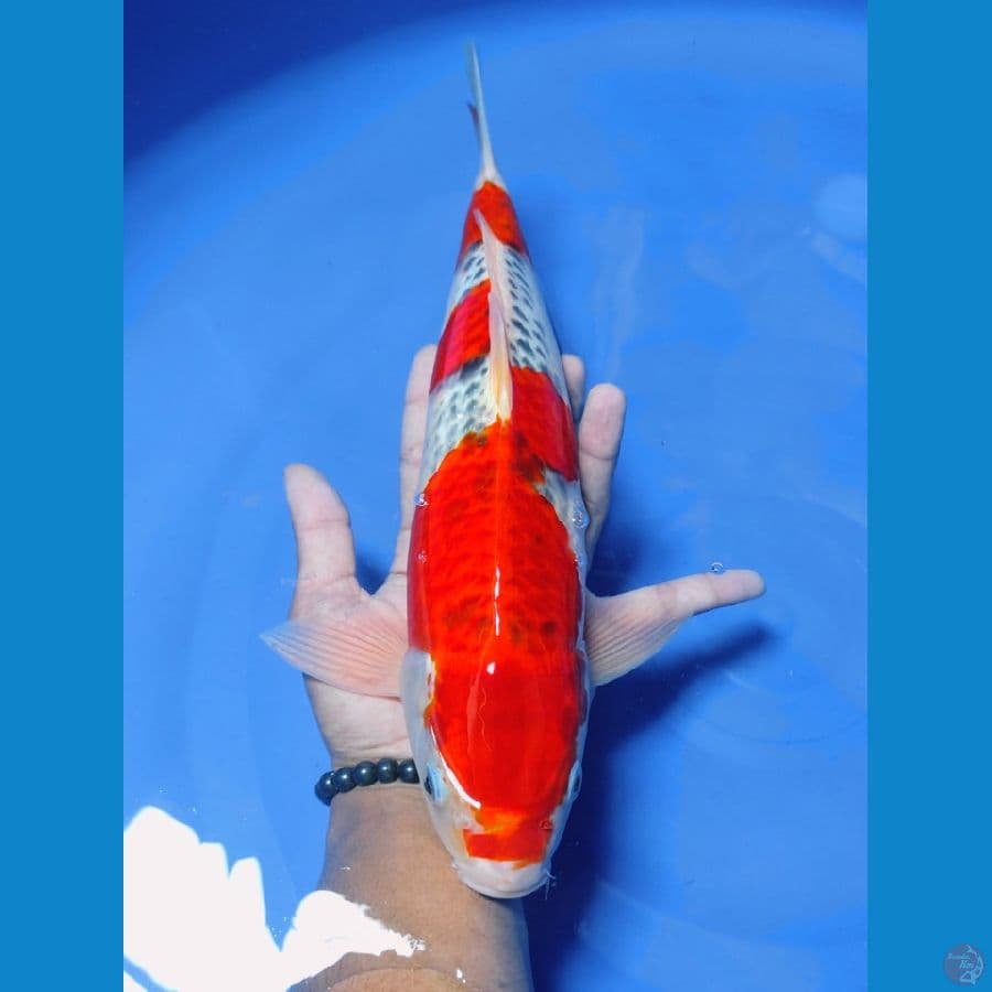 02 ghosiki male 36cm