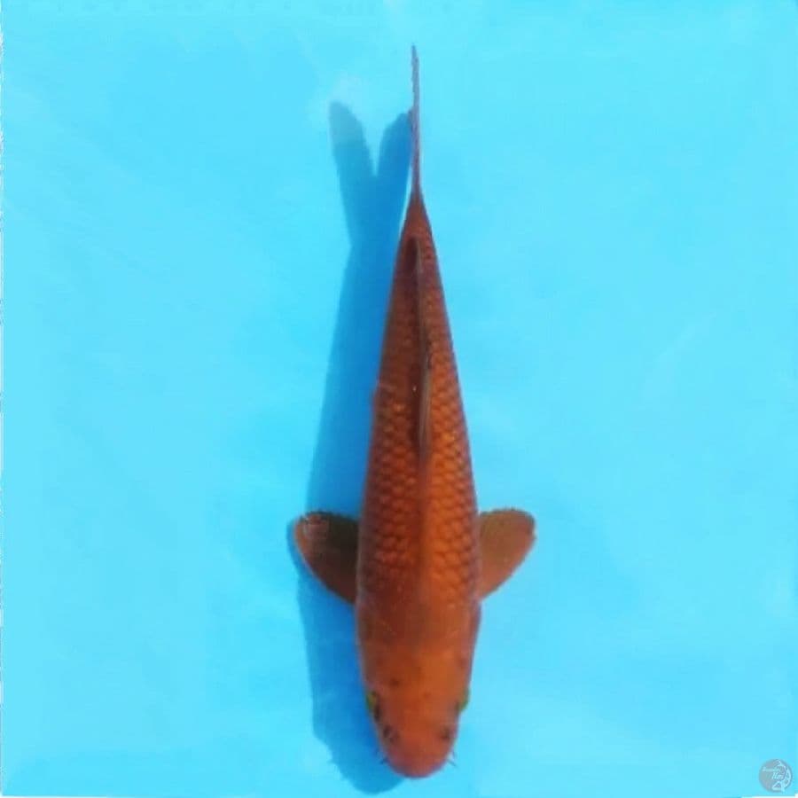CAGOI MERAH TEMBAGA