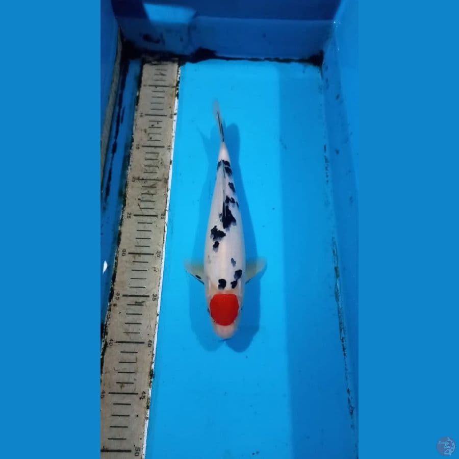 Tancho sanke 30cm male