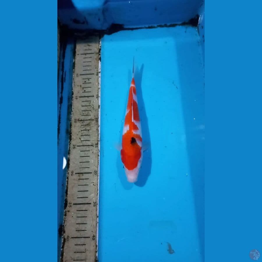 Sanke 23cm