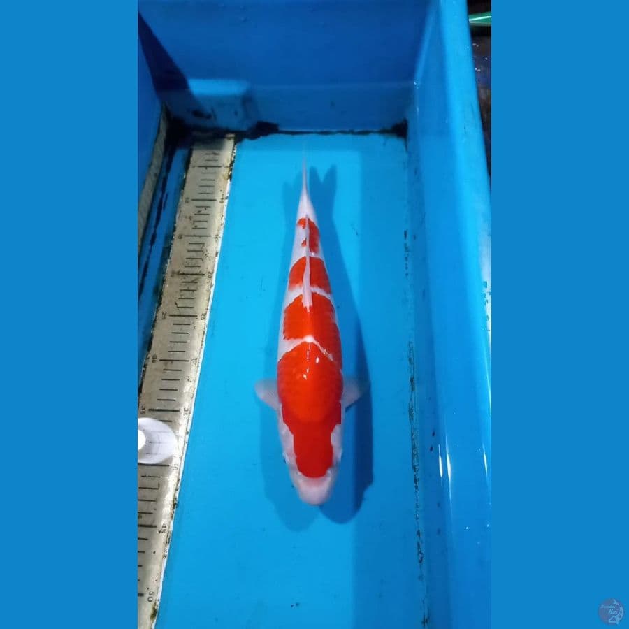 Kohaku 39cm male