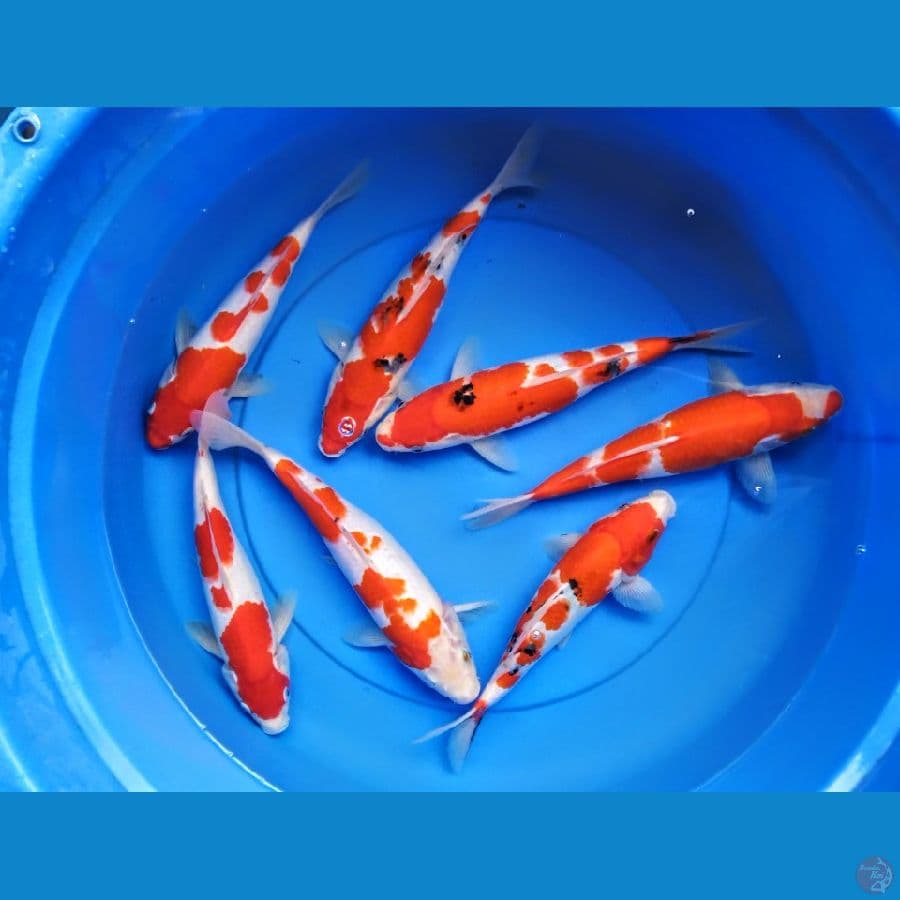 kohaku sanke 26-29 cm