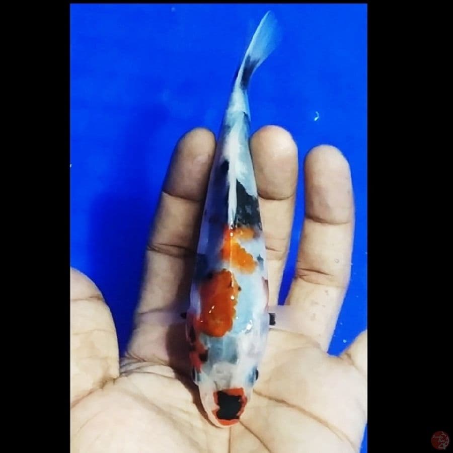 showa tategoi 13cm