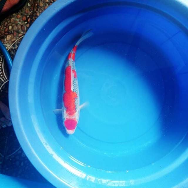 Maruten red goshiki 37cm