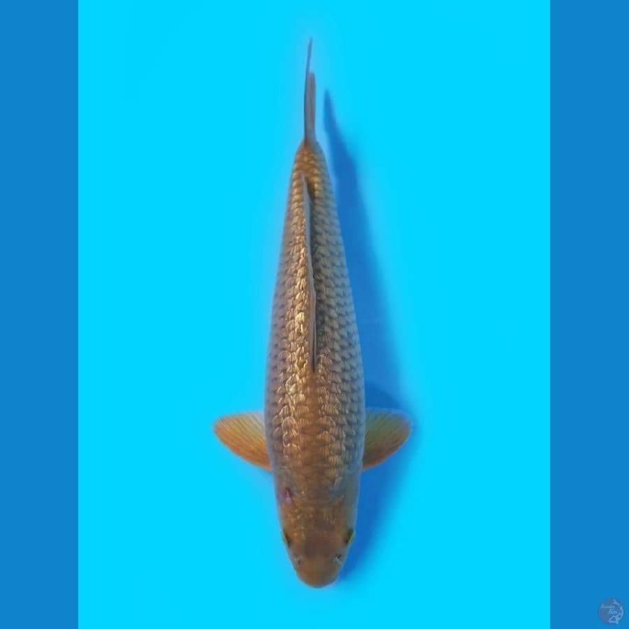Midori Ginrin 37cm
