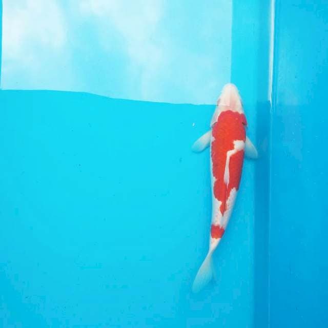 Kohaku mantap