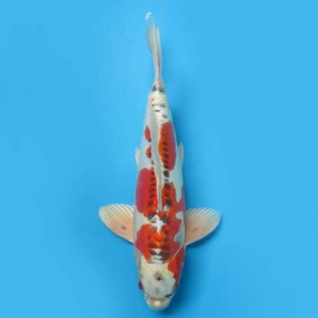 40cm Male Tosai - Kujaku Original Pola
