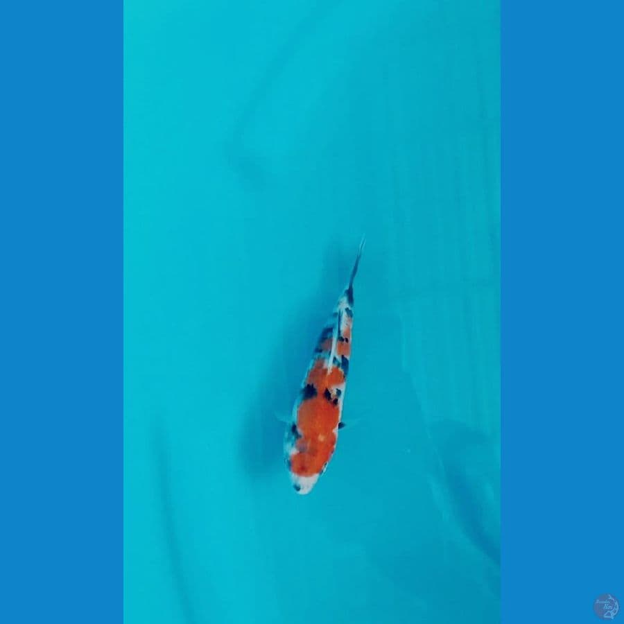 minion28
