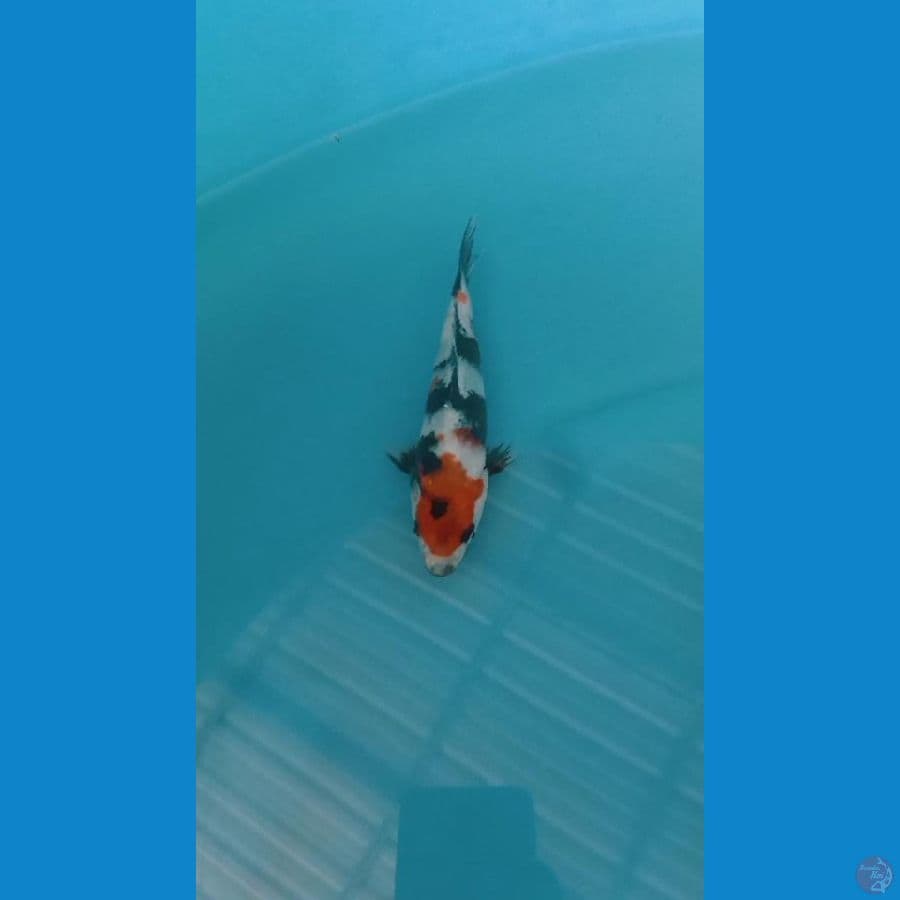 minion29