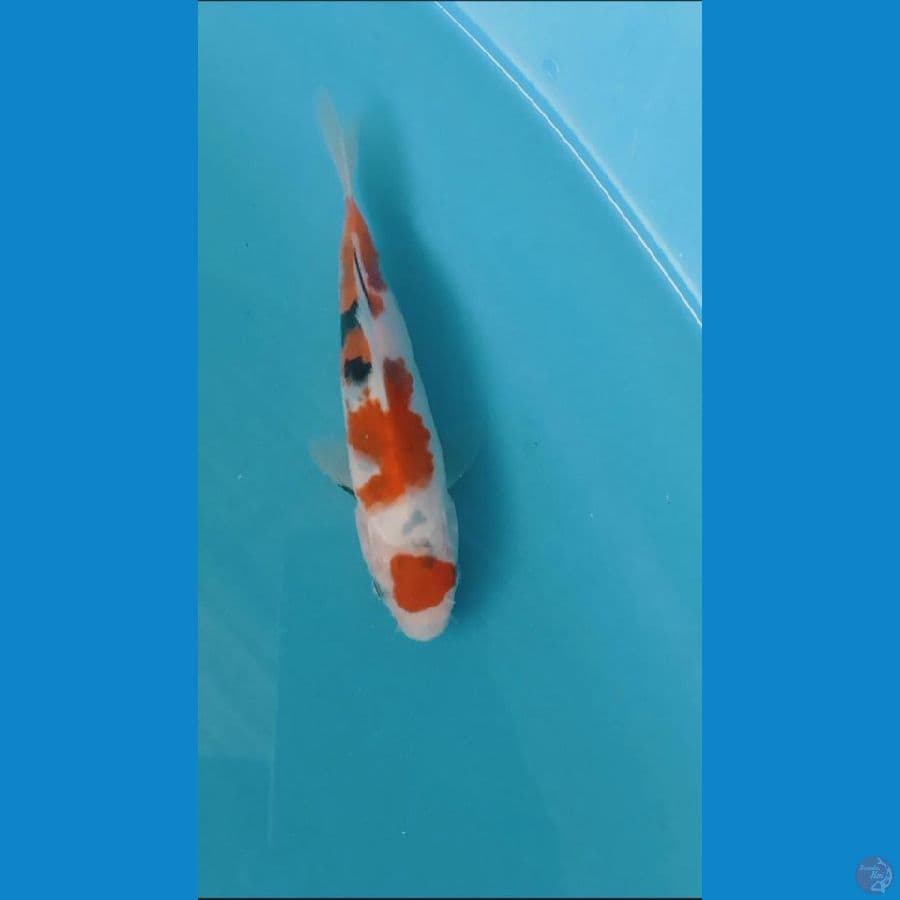 minion 34