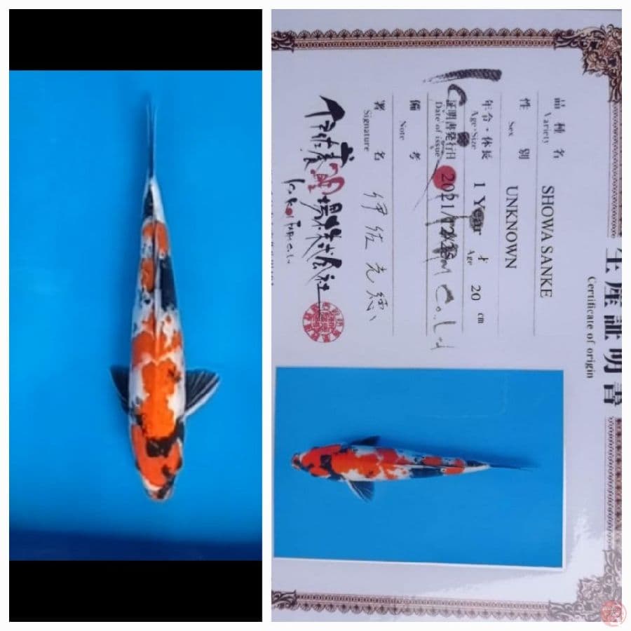 showa isa 38Cm