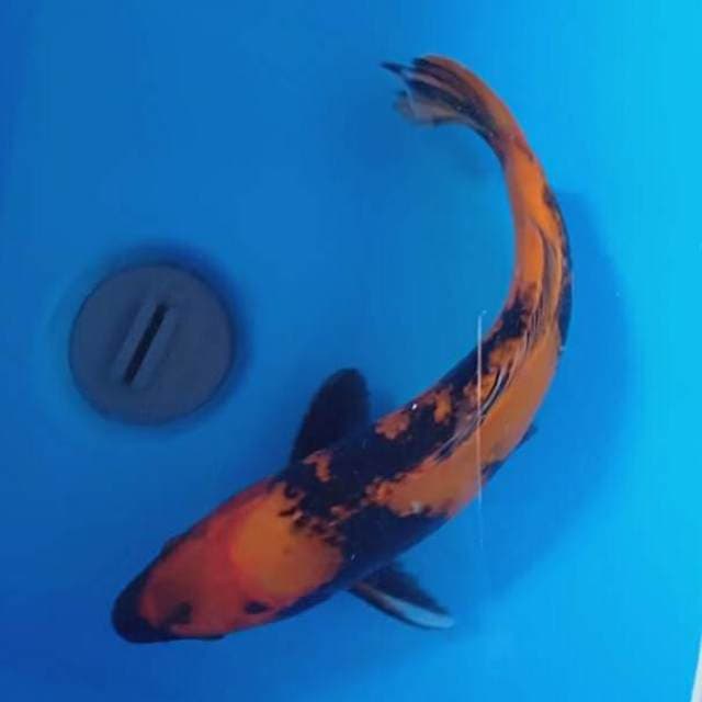 Ki utshuri 34cm