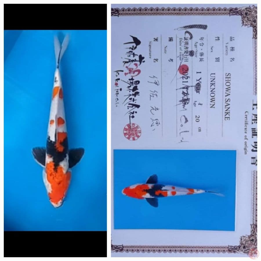 Showa isa 35Cm