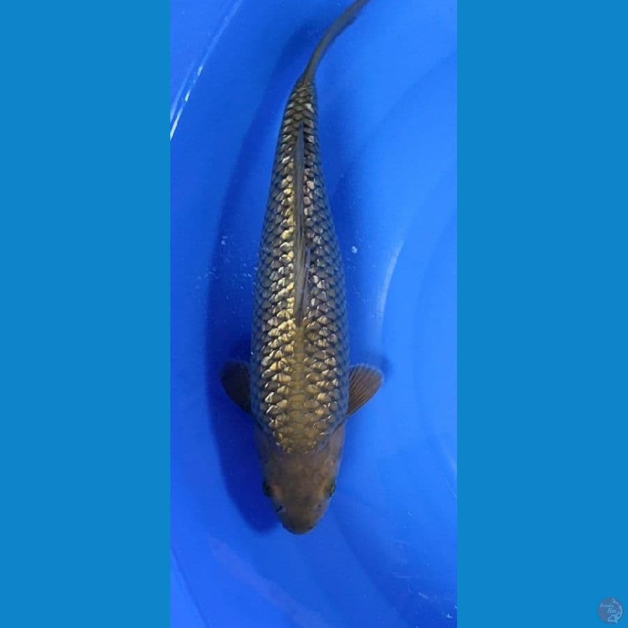 Midori Ginrin Berpunuk..35cm/fm™