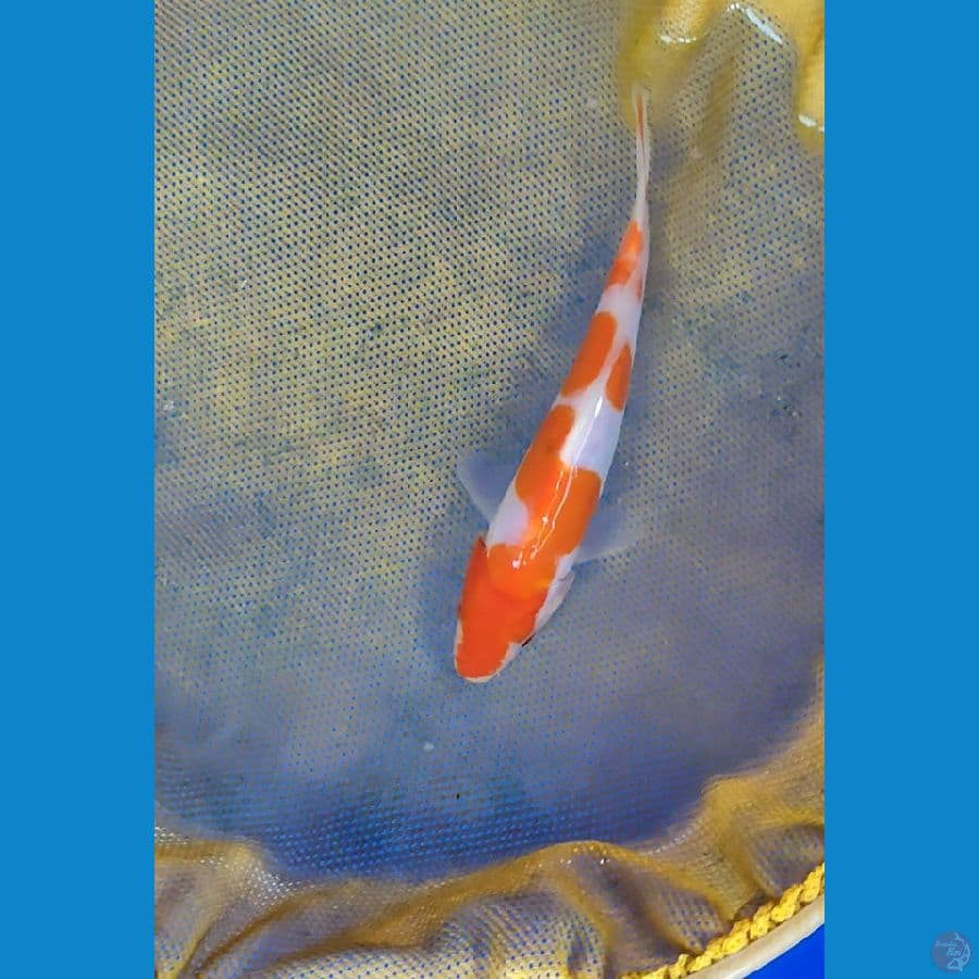 kohaku doit 14cm