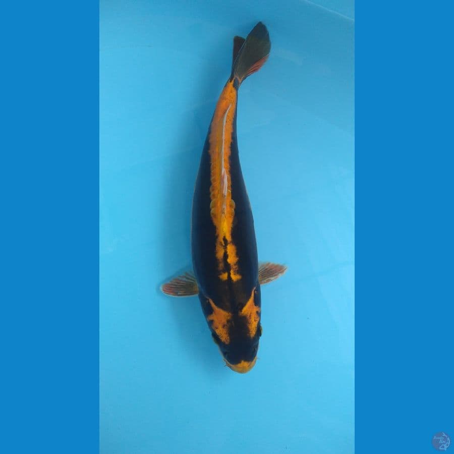 KABUTO DOIT | 35cm
