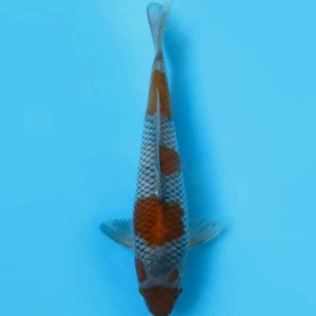 30cm Male Tosai - Ochiba Pola Cantik
