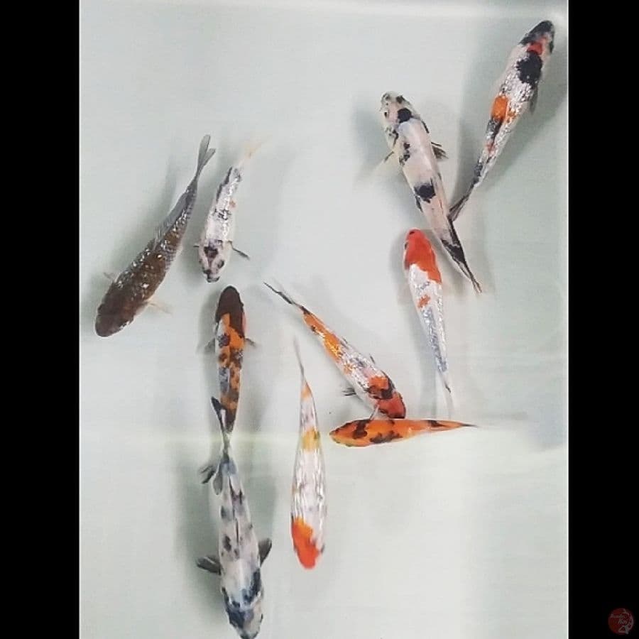 mix ginrin 10ekr/10-15cm