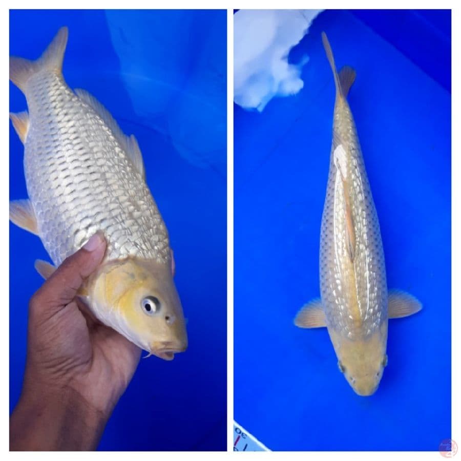Midori Ginrin 30cm Punuk Unta