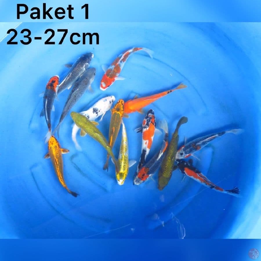 Paket Spesial lebaran 23-27cm 15ekor