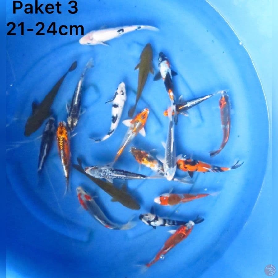 Paket Spesial Lebaran 21-24cm 20ekor