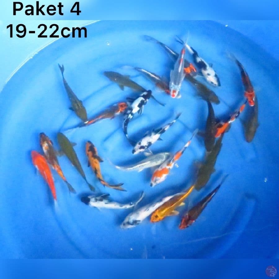 Paket Spesial Lebaran 19-22cm 25ekor