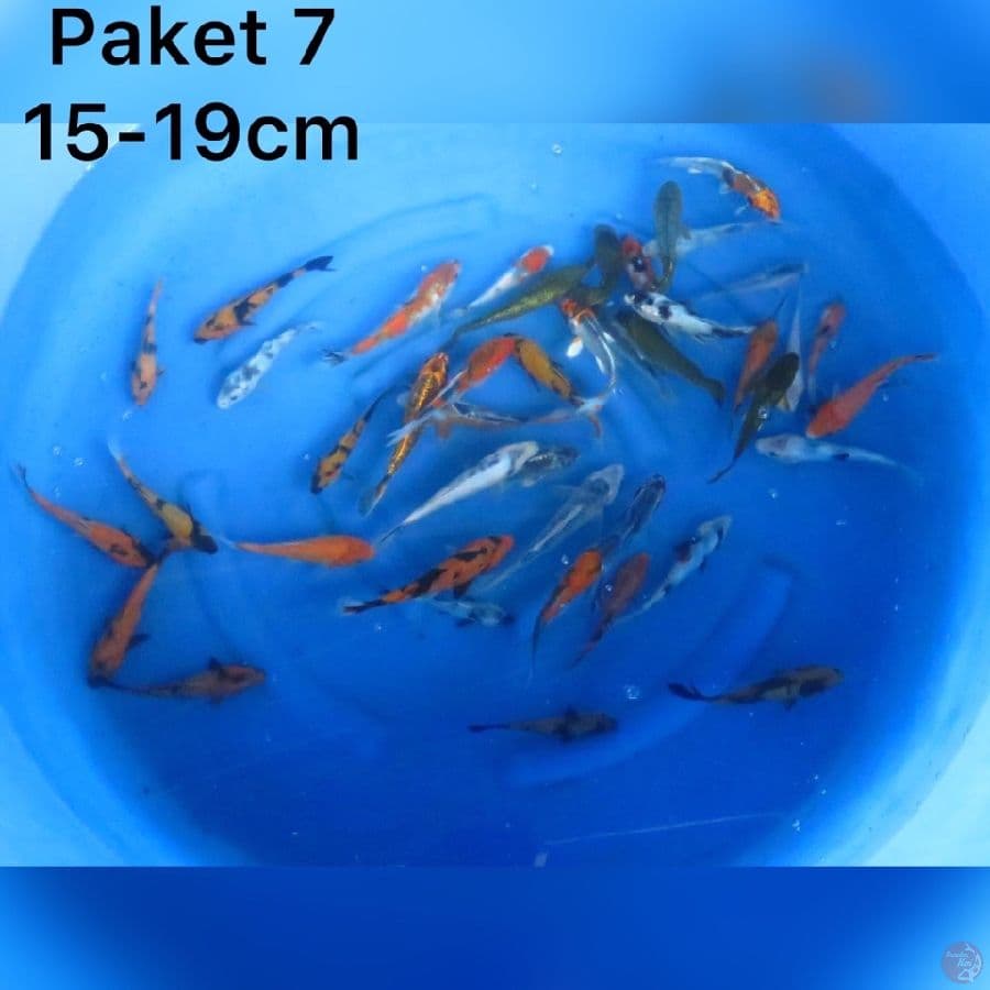 Paket Spesial Lebaran 15-19cm 40ekor