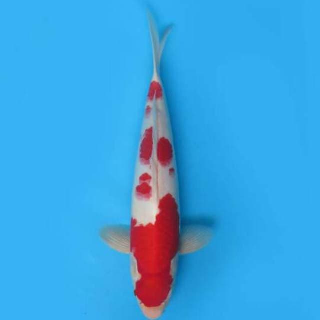 38cm Male Tosai - Red Kohaku F1