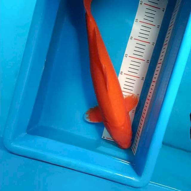 AKAHAJIRO JANTAN 45CM TEMBUS