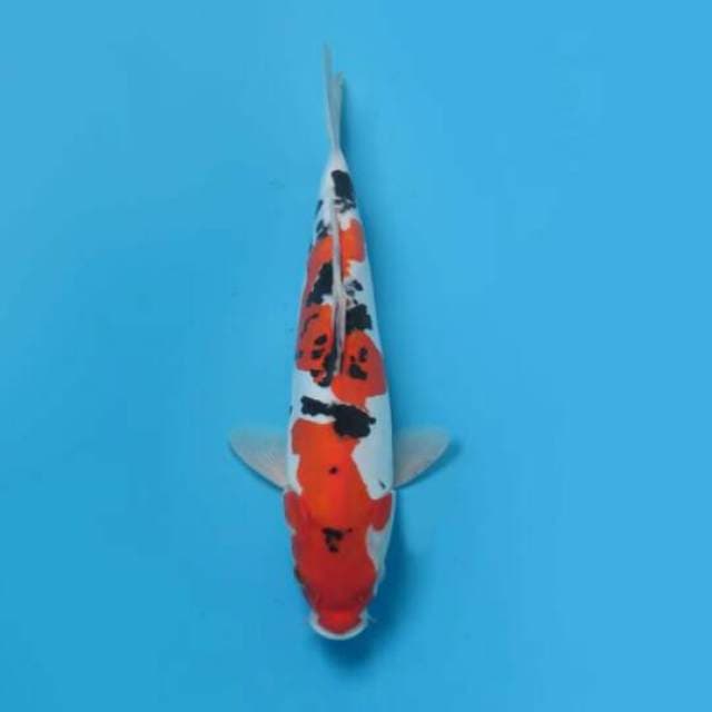 30cm Male Tosai - Sanke Doitsu Murni