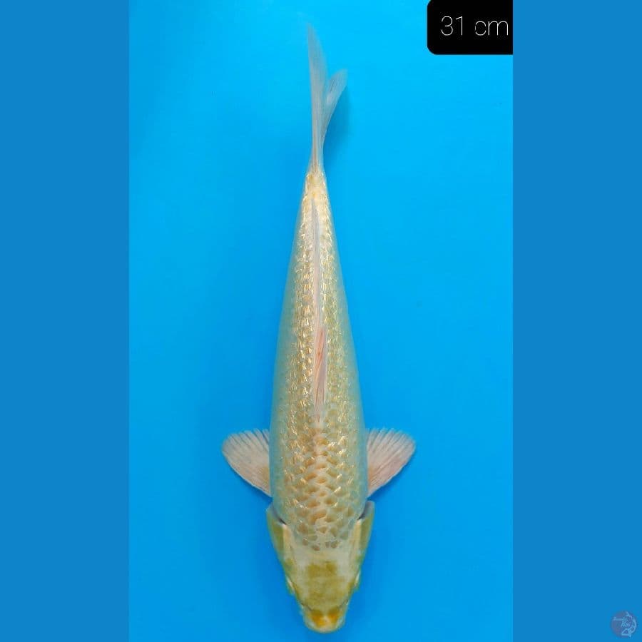 *YAMABUKI GINRIN 31CM //ML*