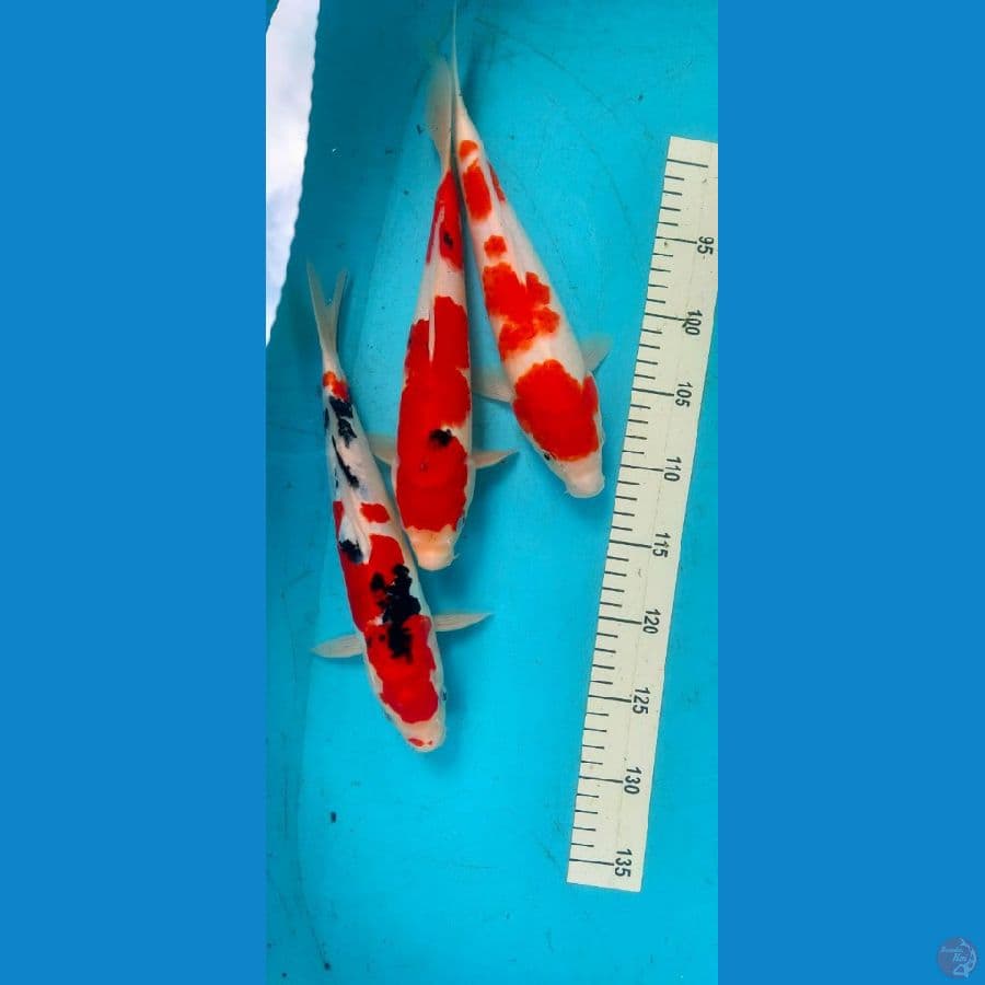 sanke kohaku 30cm