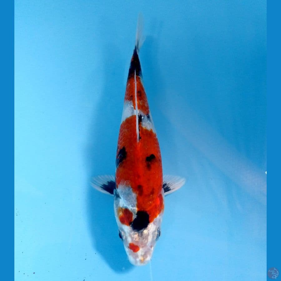 showa hikari 15cm