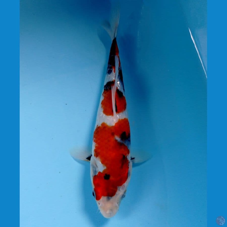 showa 20cm