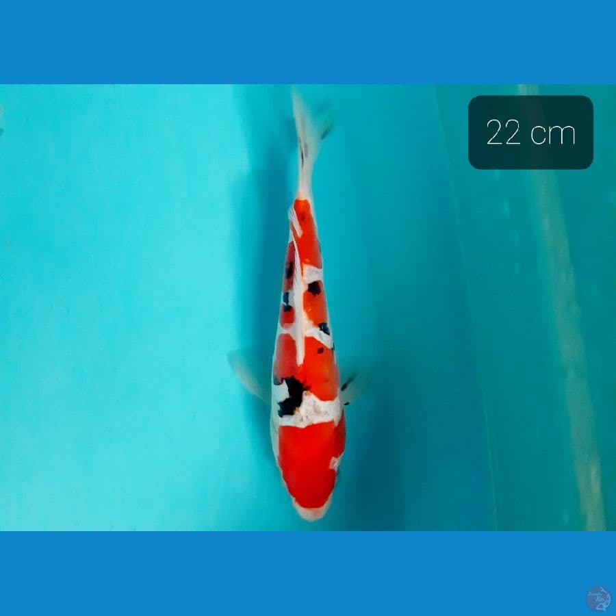sanke doit 22 cm