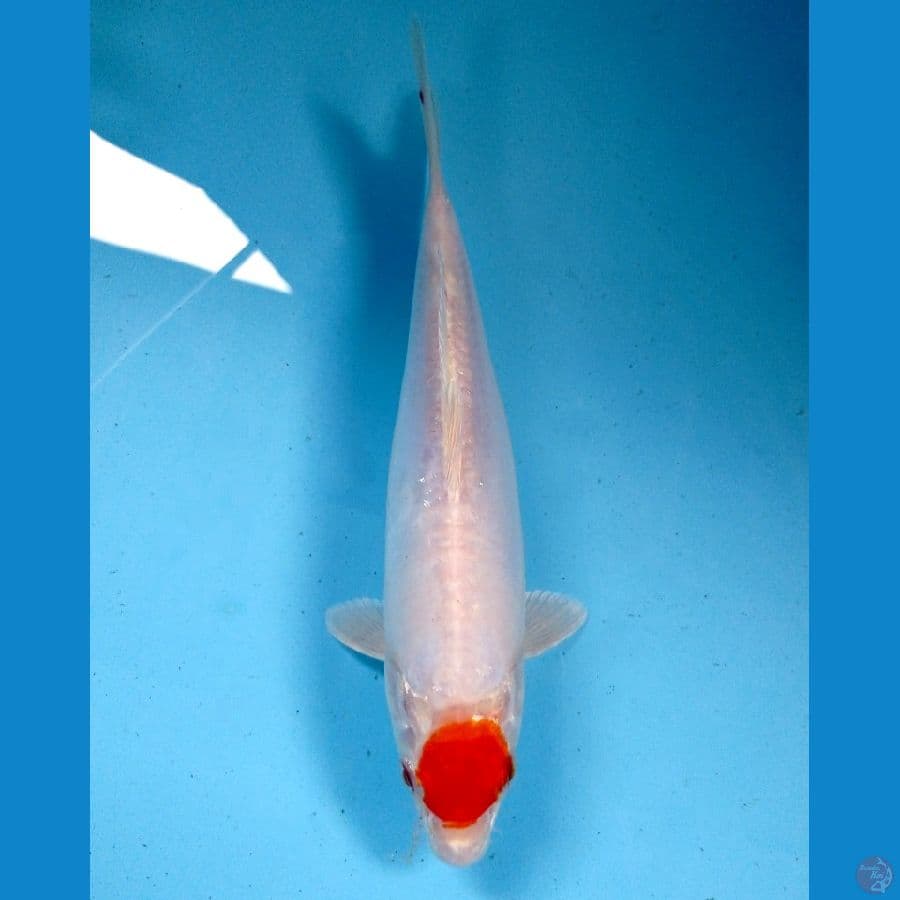 tancho kikhusui 20 cm