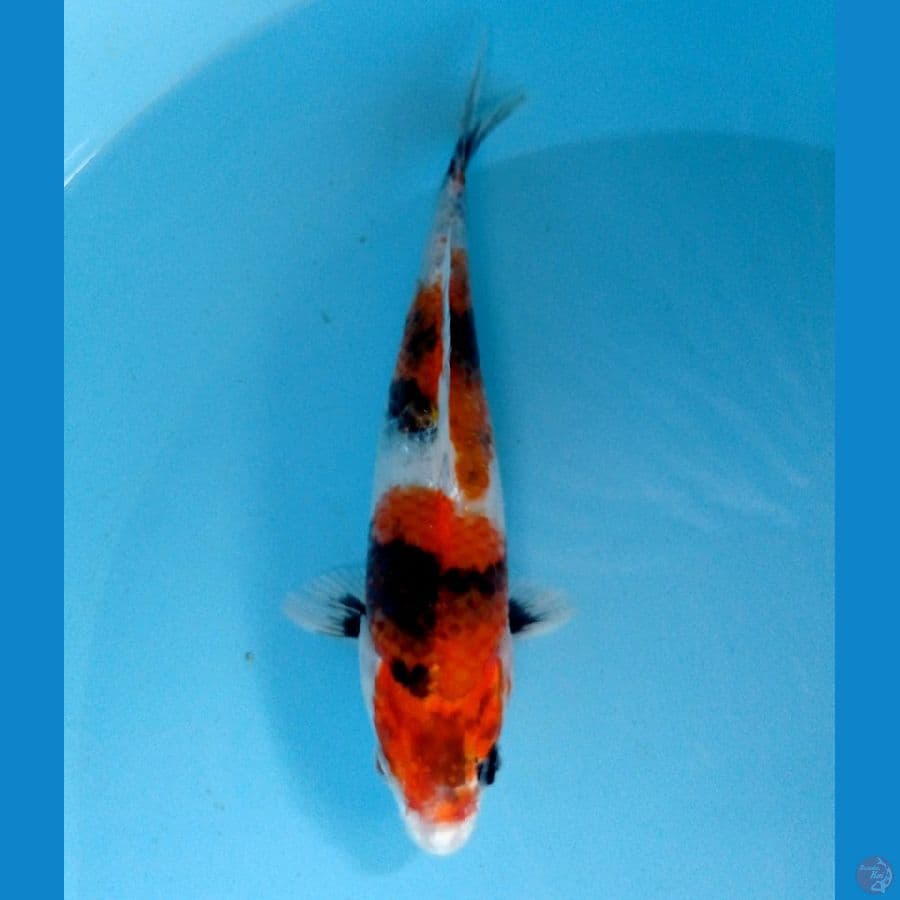 showa hikari 20cm
