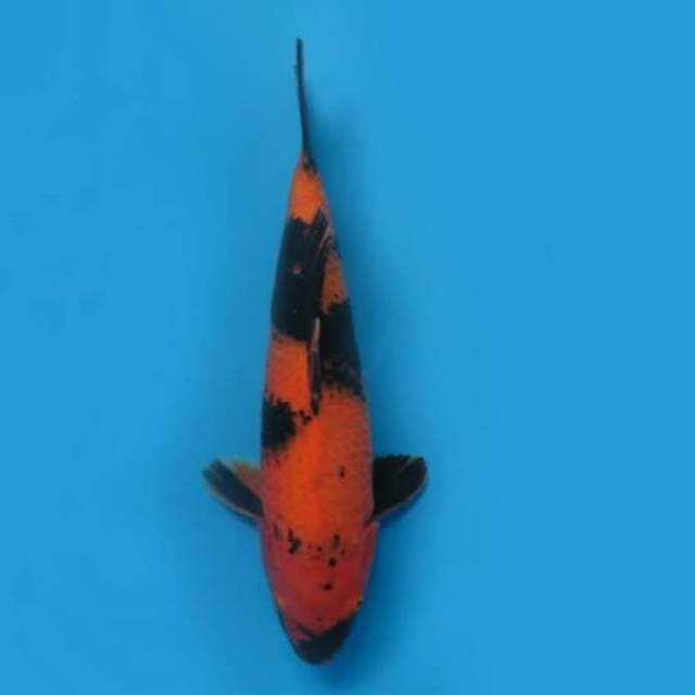 33cm Female Tosai - Hi Utsuri Good Body