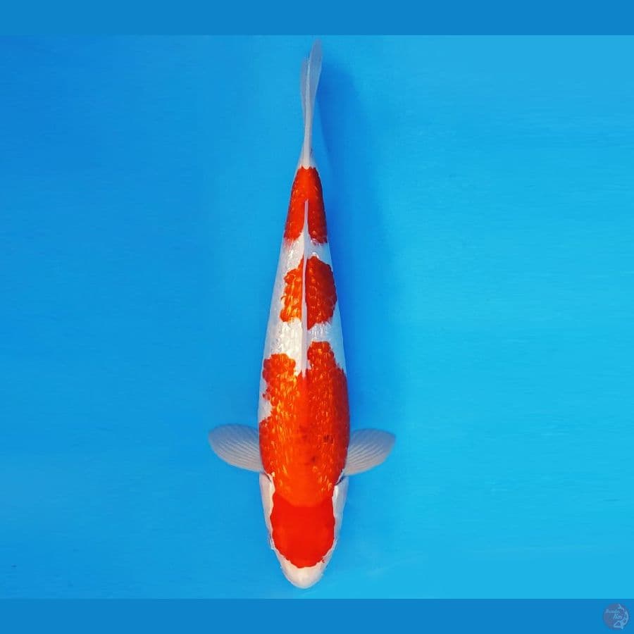 AKAGI 5 - AI GOROMO 36 cm/fm ®